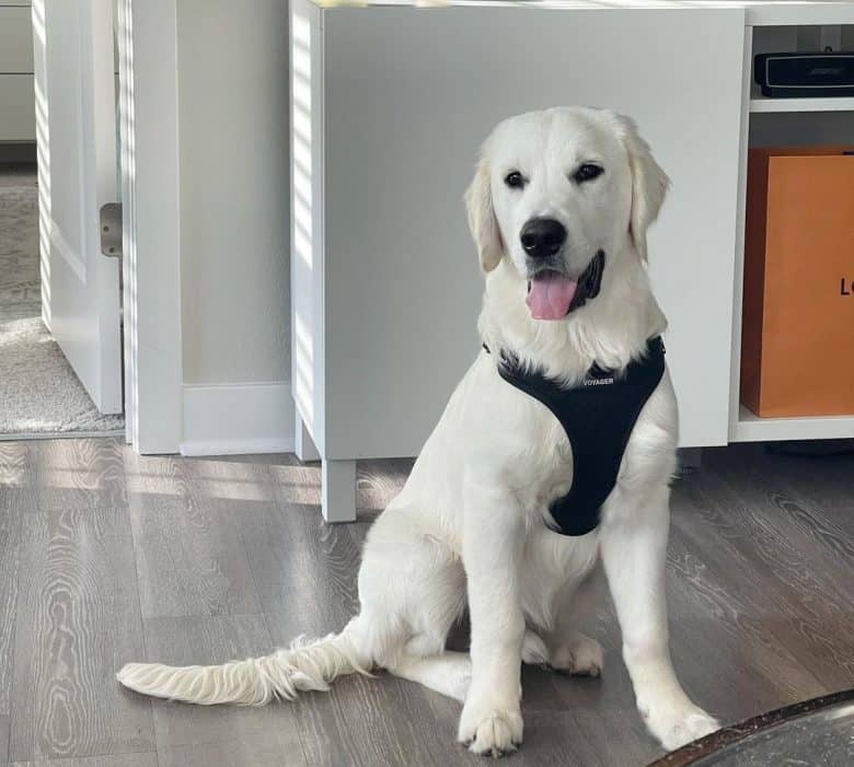 A white Golden Retriever dog sitting indoor