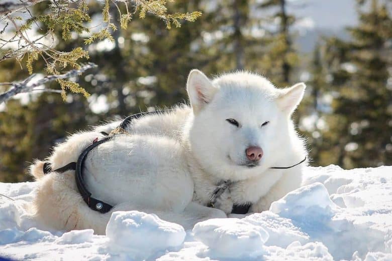 White Malamute laying down in the snow