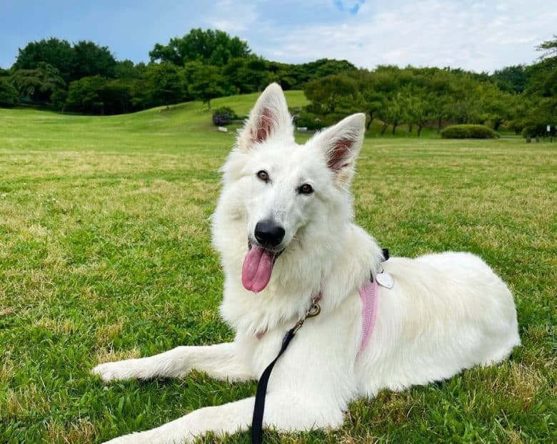 White Swiss Shepherd enjoying the field