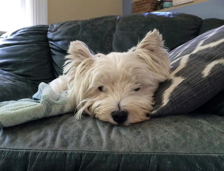 Sick West Highland White Terrier sleeping