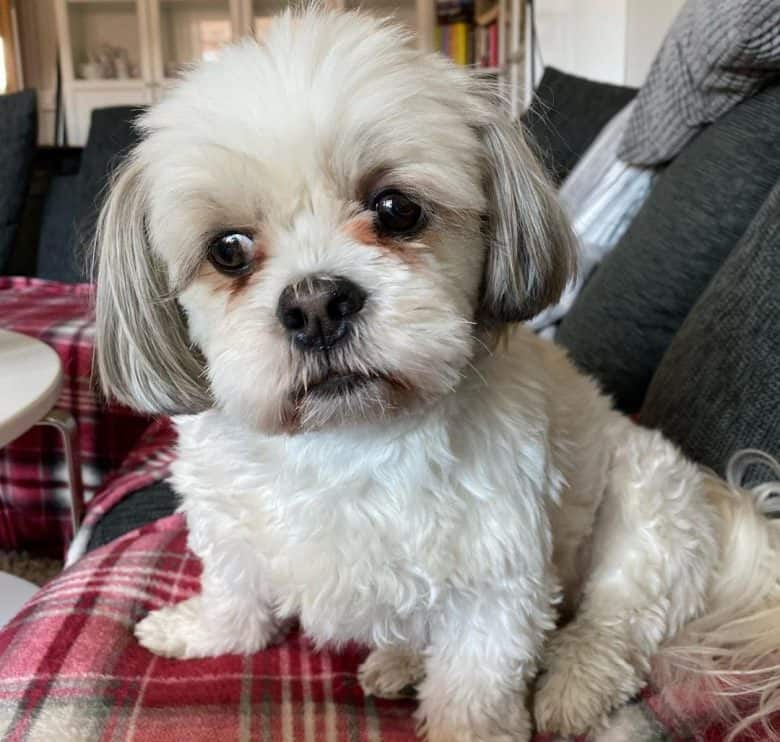 Adorable Lhasa Apso puppy
