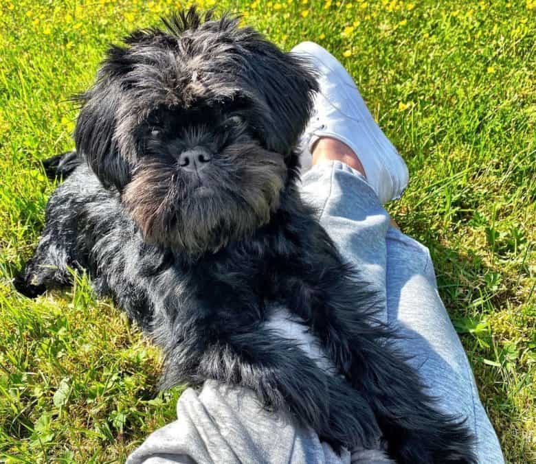 Affenpinscher laying on the owner's legs