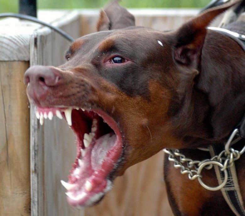 Aggressive Doberman dog
