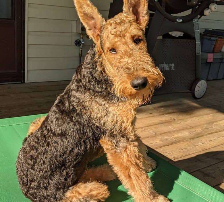 Airedale Terrier in a morning sunbathing