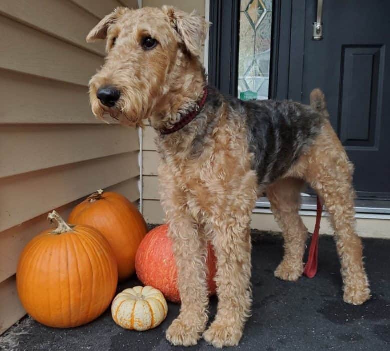 Airedale Terrier standing beside the pumpkins