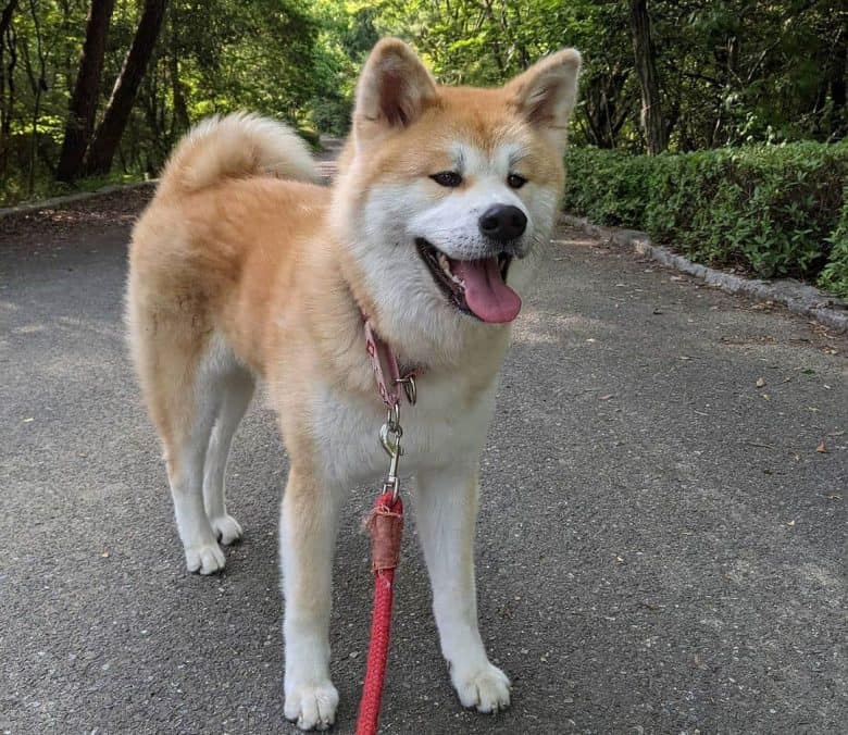 Akita panting from a walk