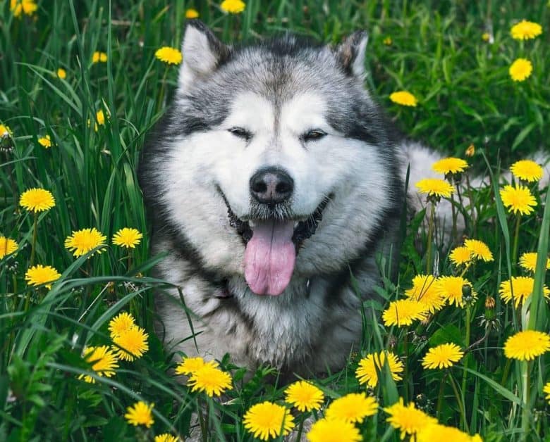 Alaskan Malamute resting on bushes with flowers