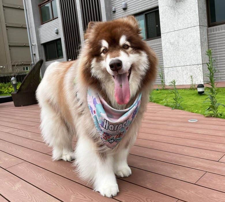 Alaskan Malamute showing his tongue