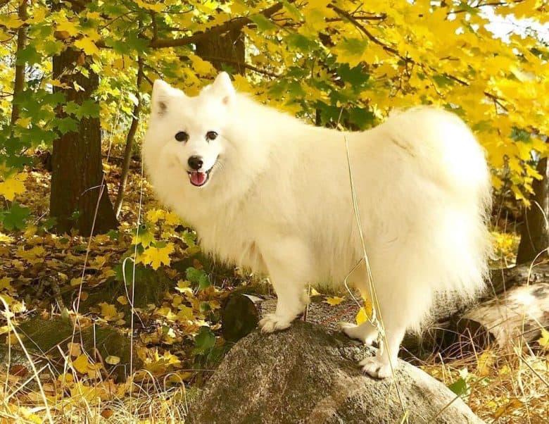 American Eskimo on top of the rock