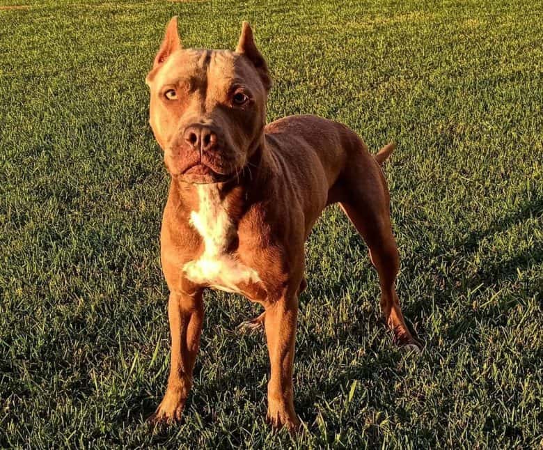 American Pitbull Terrier looking attentively