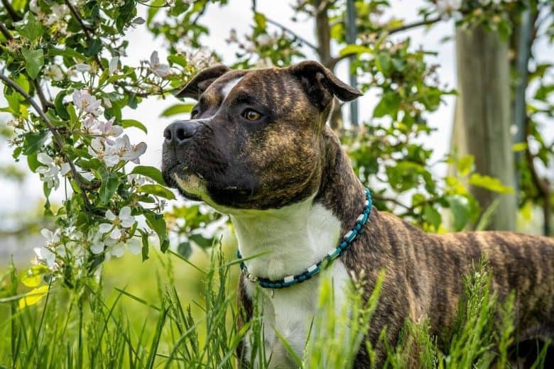 American Staffordshire Terrier looking afar in the bushes