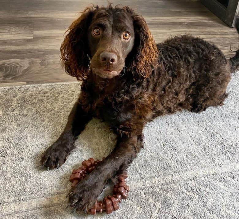 American Water Spaniel protecting his toy