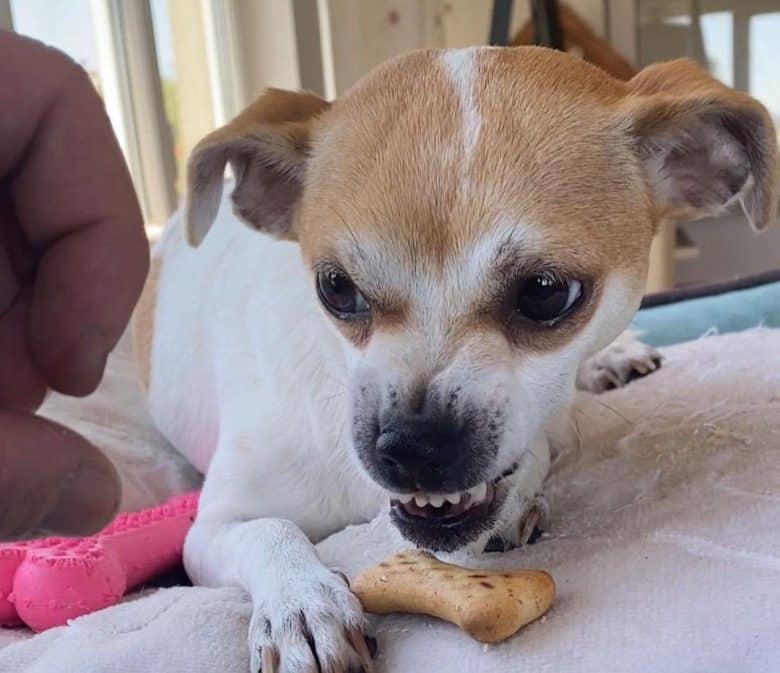Angry Chihuahua protecting his food