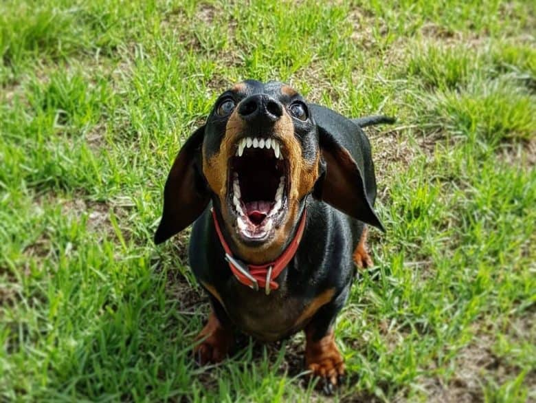 Angry Dachshund barking
