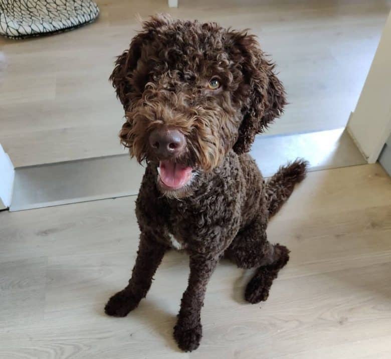 Barbet dog waiting for her treat