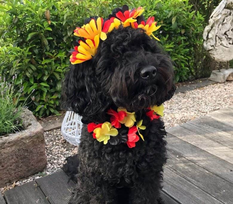 Black Barbet dog with floral outfit
