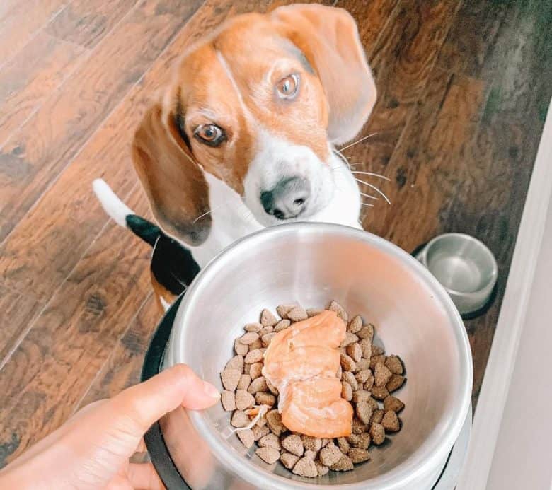 Beagle having a kibble food stuffed with salmon
