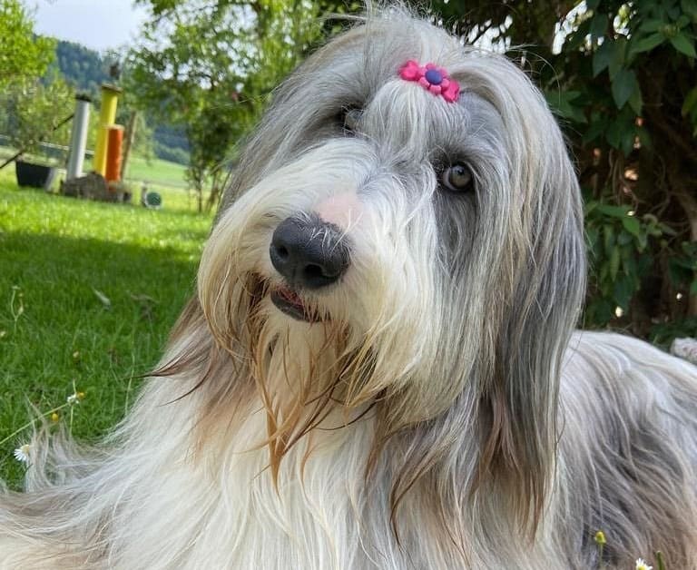 Bearded Collie with perfect ponytail