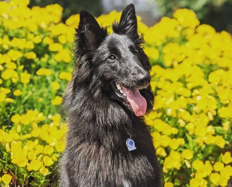 Belgian Sheepdog posing on the yellow flowers background