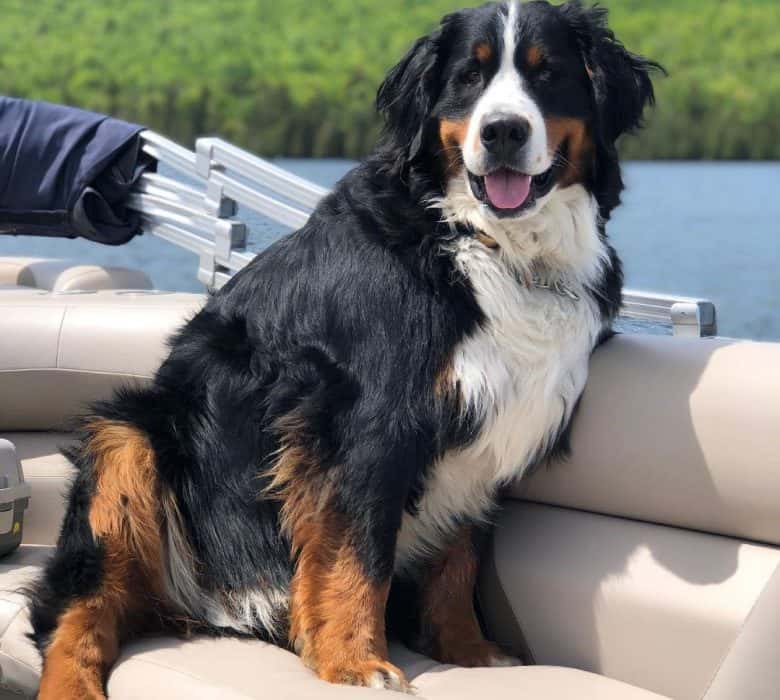 Bernese Mountain dog riding on the boat