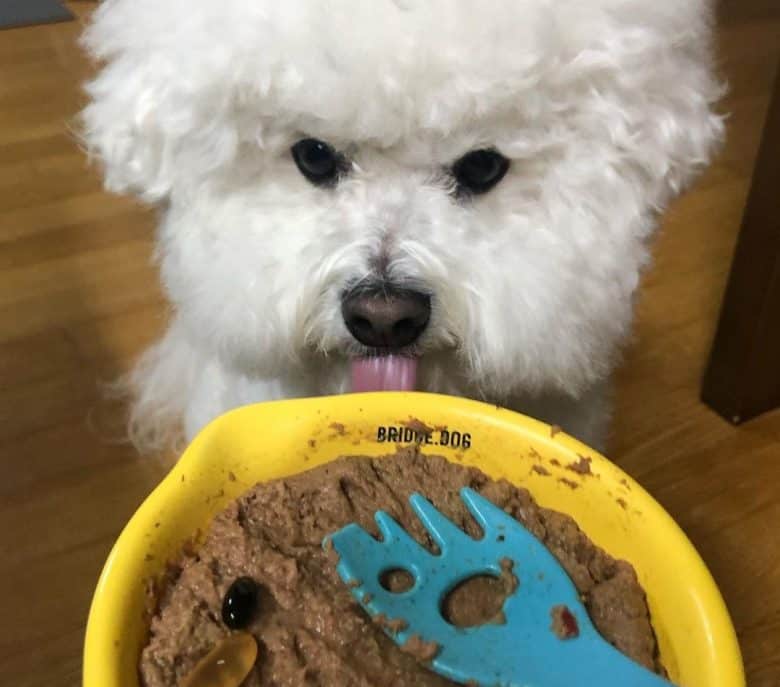 Bichon Frise having wet food with medication