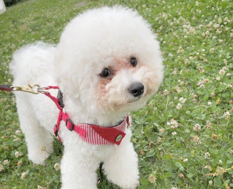 Bichon Frise puppy walking during summer day