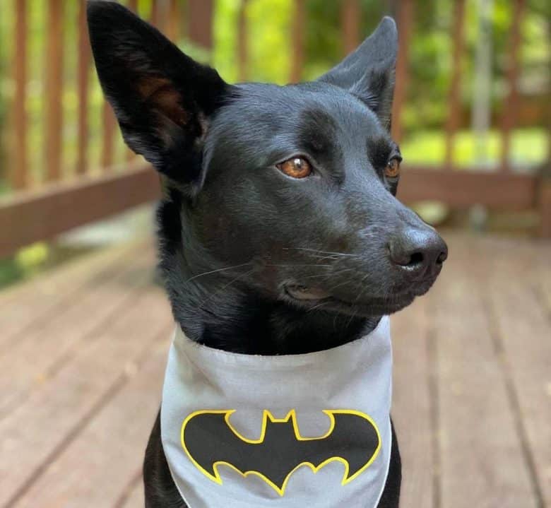 Black Australian Kelpie with batman bandana