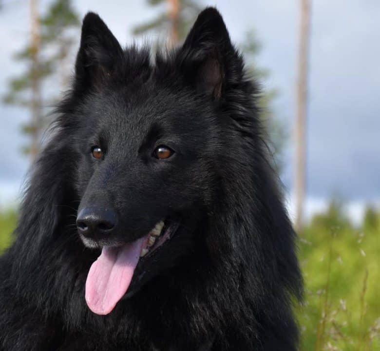 Black Belgian Shepherd portrait