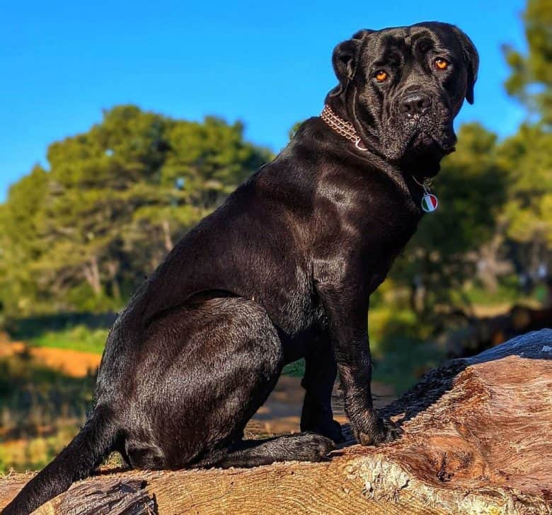 Black Cane Corso sitting on the log