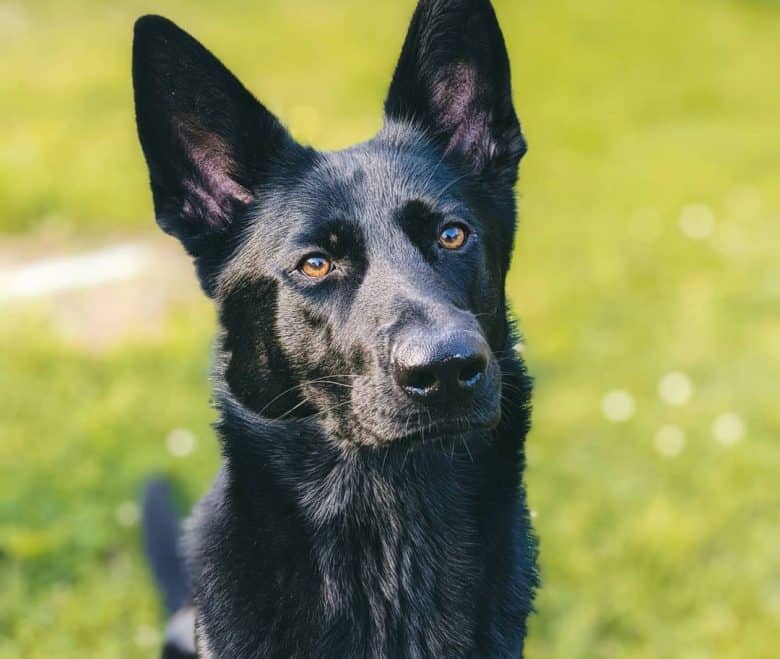 Black German Shepherd portrait