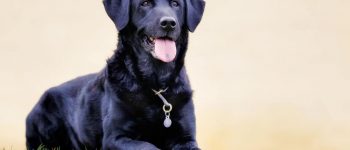 Portrait of Black Labrador Retriever