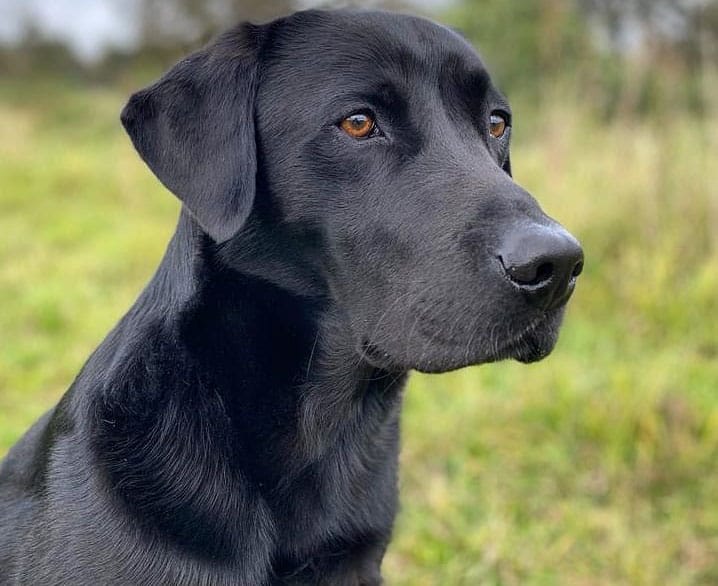 Black Labrador Retriever portrait