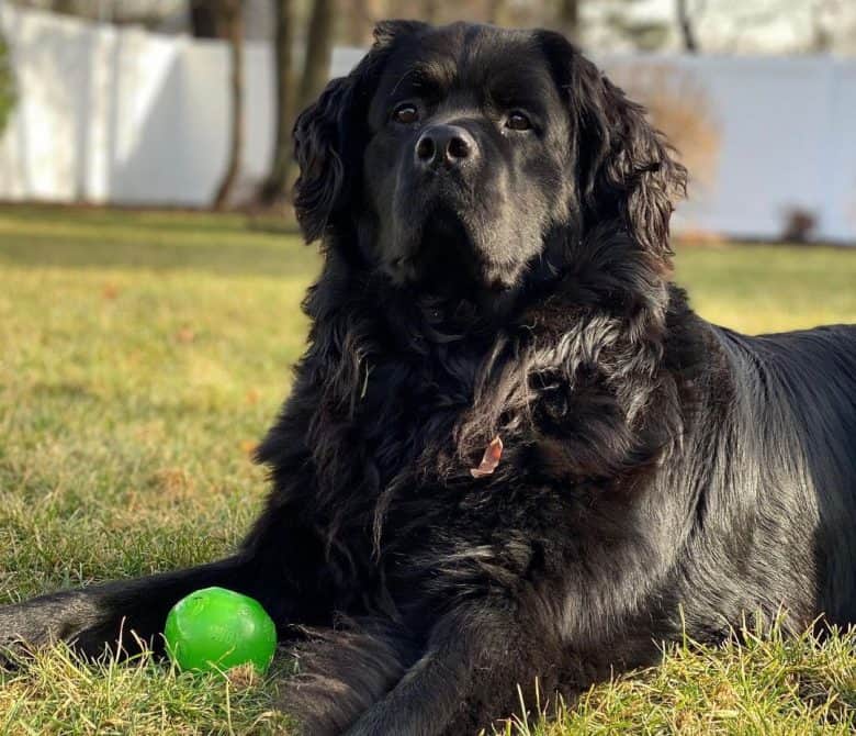 Black Newfoundland playing a ball toy