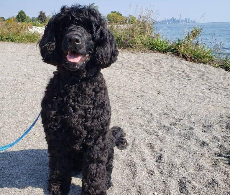 Black Portuguese Water dog sitting near the sea