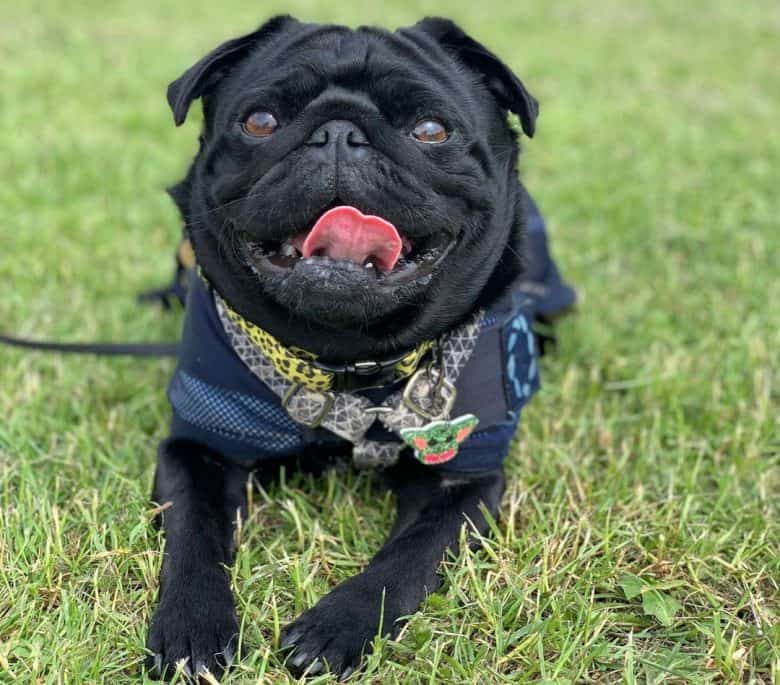 Black Pug on a Friday's day out