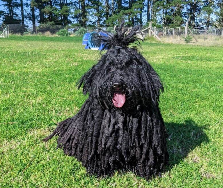 Black Puli dog tired from an agility training