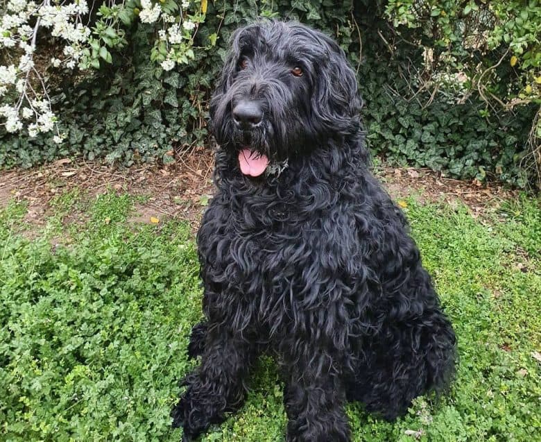 Black Russian Terrier sitting on the grass