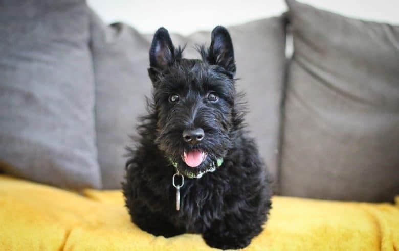 Black Scottish Terrier dog portrait