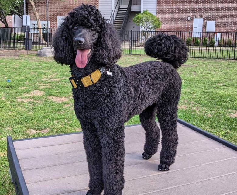 Black Standard Poodle with tongue sticking out