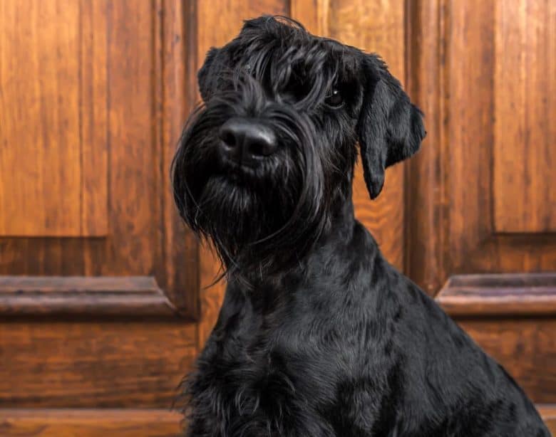 Black Standard Schnauzer portrait