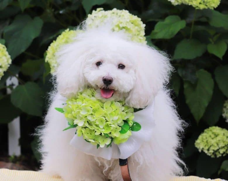 Bolognese dog with a flower collar