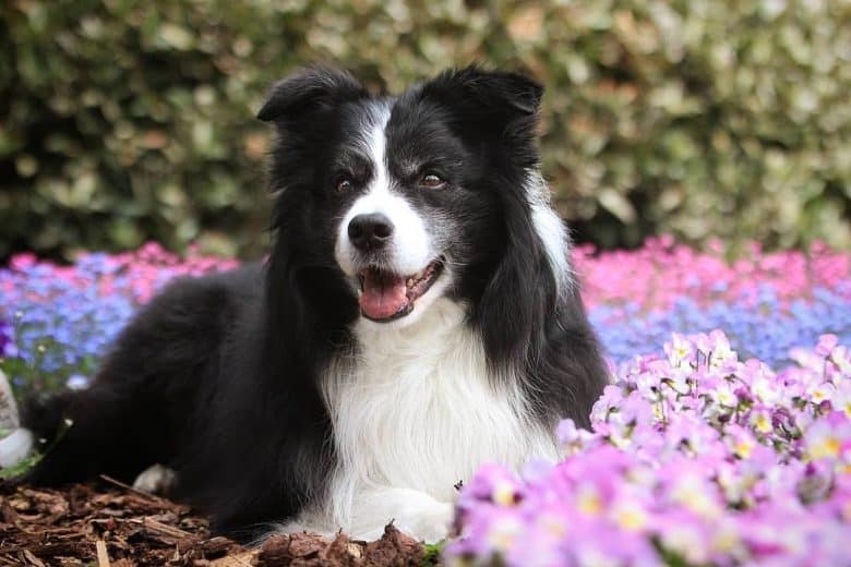 Border Collie lying with flowers around