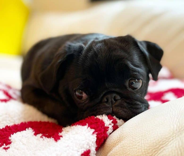 Bored Pug lying on his bed