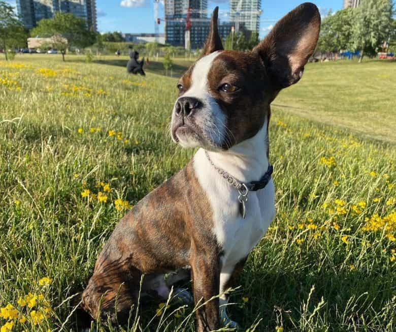 Boston Terrier sitting on the park