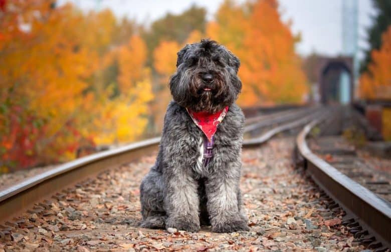 Bouvier Des Flandres dog sitting on the railway