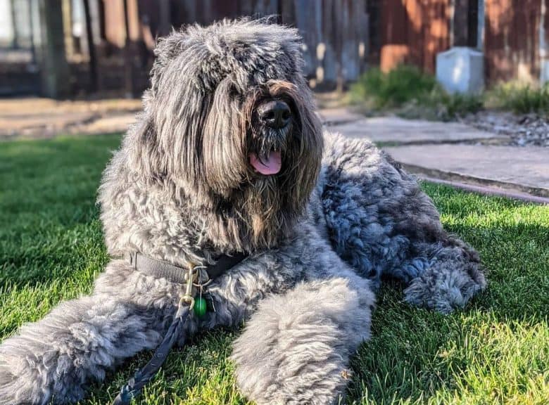 Bouvier Des Flandres tired from a walk