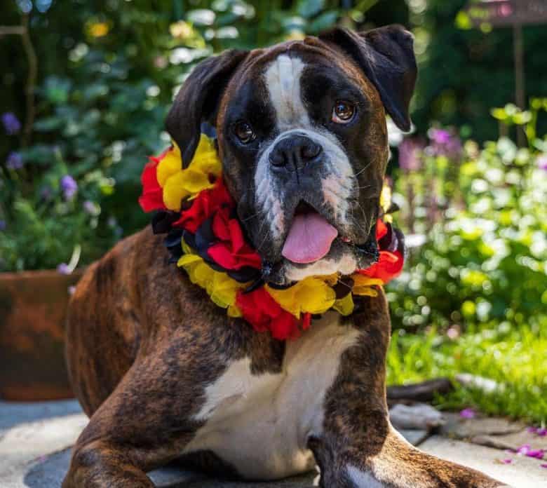 Boxer dog wearing a colorful collar