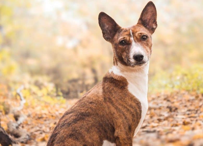 Brindle Basenji dog during autumn season