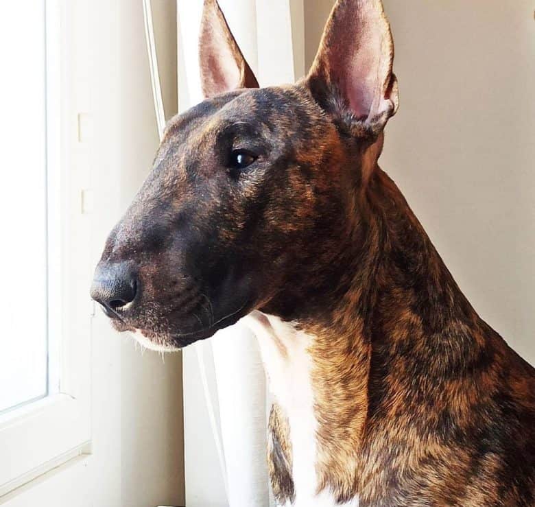 Brindle Bull Terrier looking at the window