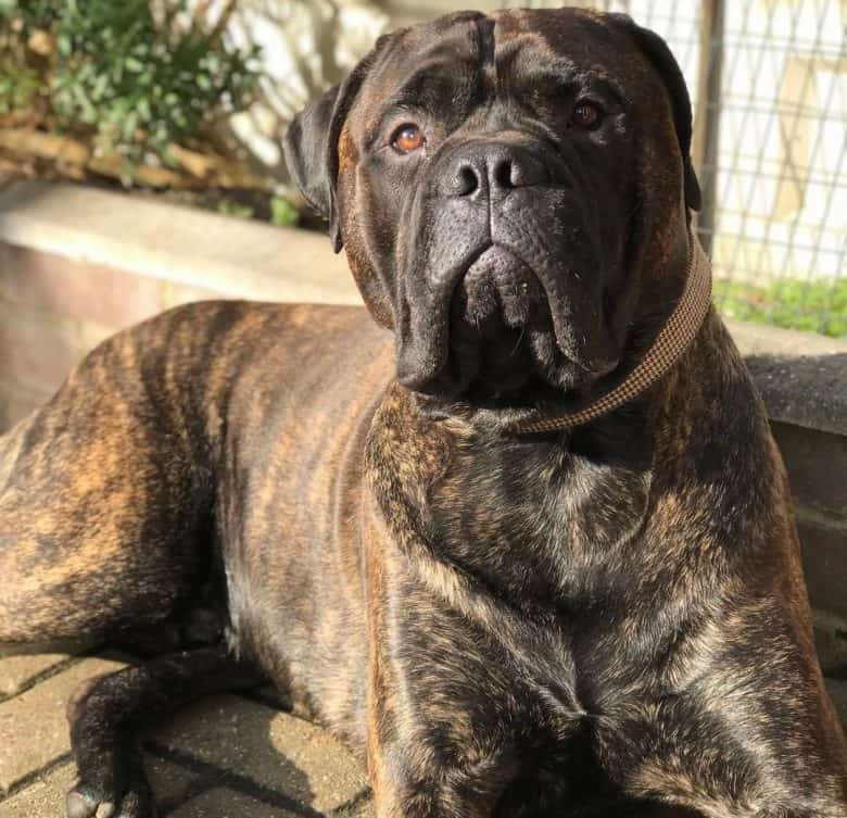Brindle Bullmastiff lying on the pavement